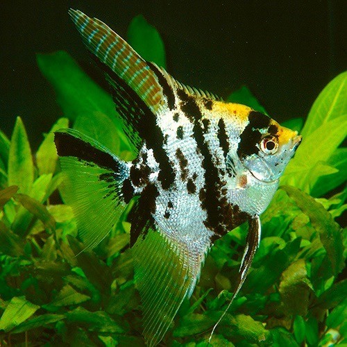 Pterophyllum scalare - Scalaire doré marbré M